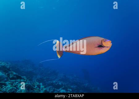 Un bignose unicornfish, NASO vlamingii, Yap, États fédérés de Micronésie. Aussi connu sous le nom de Zebra unicornfish ou Vlaming unicornfish, ils font partie o Banque D'Images