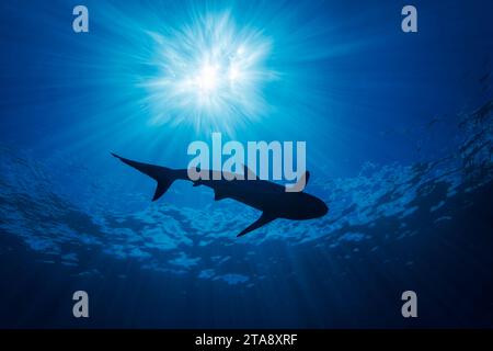 La silhouette d'un requin gris, Carcharhinus amblyrhynchos, glisse sur un récif au large de l'île de Yap, en Micronésie. Banque D'Images