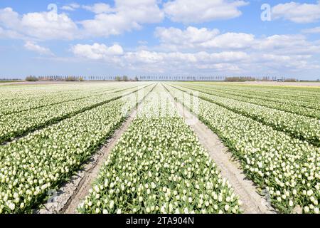 Des rangées sans fin de tulipes à fleurs blanches dans un champ par une journée ensoleillée au printemps sur l'île de Goeree-Overflakkee aux pays-Bas. Banque D'Images