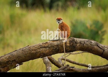 Singe patas commun - Erythrocebus patas également singe hussar, singe vivant au sol distribué en Afrique de l'Ouest et de l'est, debout et garde sur le tr Banque D'Images