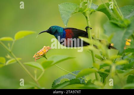 Sunbird à chestes rouges - Cinnyris erythrocercus Bird in Nectariniidae, au Burundi, au Congo, en Ethiopie, au Kenya, Rwanda, Soudan du Sud, Tanzanie et Ouganda. SMA Banque D'Images