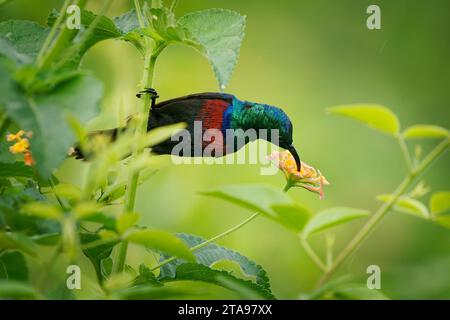 Sunbird à chestes rouges - Cinnyris erythrocercus Bird in Nectariniidae, au Burundi, au Congo, en Ethiopie, au Kenya, Rwanda, Soudan du Sud, Tanzanie et Ouganda. SMA Banque D'Images