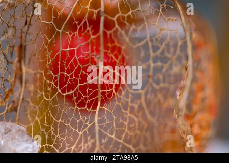 une physalis orange séchée avec de la neige en hiver Banque D'Images