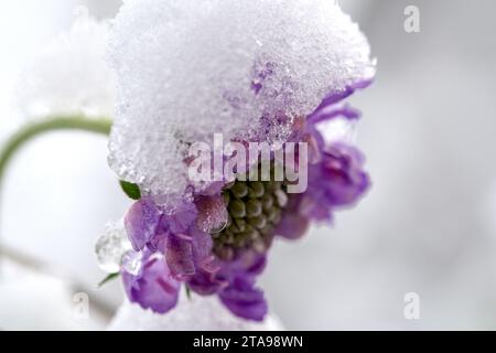 une fleur colorée, rose, couverte de neige Banque D'Images