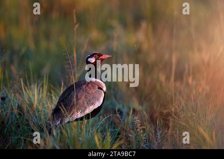 Outarde blanche, Afrotis afraoides, oiseau africain des prairies dans une lumière matinale attrayante, vocalisant mâle avec bec ouvert, Moremi, Botswana Banque D'Images