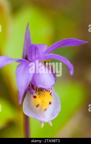 Fairy slipper, Parc national Yoho, Colombie-Britannique, Canada Banque D'Images