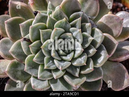 Vue de dessus de la plante succulente Echeveria hyalina. Belle plante à feuilles persistantes facile à entretenir, fond de fleur de cactus vert naturel, espace Banque D'Images