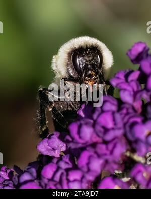 Un gros plan d'une femelle Common Eastern Bumble Bee, Bombus impatiente, utilisant sa langue de proboscis pour récupérer le nectar des fleurs violettes du buisson papillon. Banque D'Images