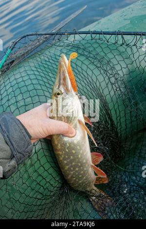 Brochet nordique dans la main du pêcheur, fin automne Banque D'Images