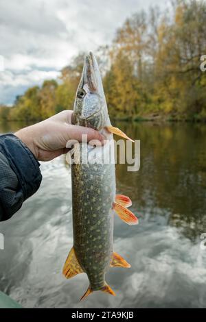 Brochet nordique dans la main du pêcheur, fin automne Banque D'Images