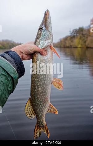 Brochet nordique dans la main du pêcheur, fin automne Banque D'Images