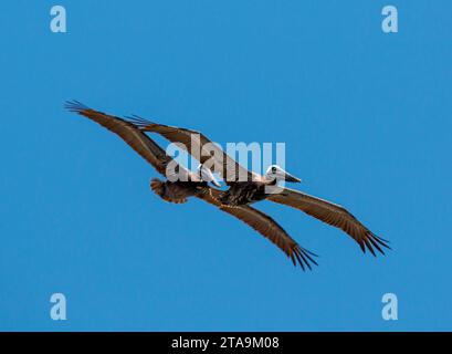 Un couple d'oiseaux pélicans bruns volant à travers un ciel bleu. Banque D'Images