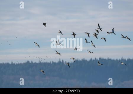 Wigeon eurasien, Mareca penelope, oiseaux en vol au-dessus des marais à l'heure d'hiver Banque D'Images