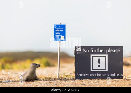 Un jeune chiot de phoque est assis à côté de l'enseigne de la fiducie nationale indiquant « pas plus loin s'il vous plaît! Zone sensible pour les oiseaux et les phoques à Blakeney point dans le Norfolk le mercredi 29 novembre 2023 Banque D'Images