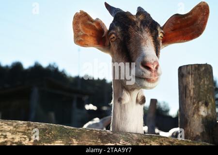 Chèvre mignon à l'intérieur du paddock à l'extérieur, vue à faible angle. Animal de ferme Banque D'Images