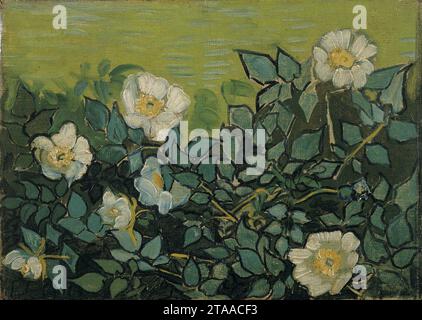 Vincent van Gogh - roses sauvages Banque D'Images
