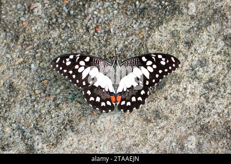 Papillon citron vert avec ailes ouvertes, vue de dessus. Banque D'Images