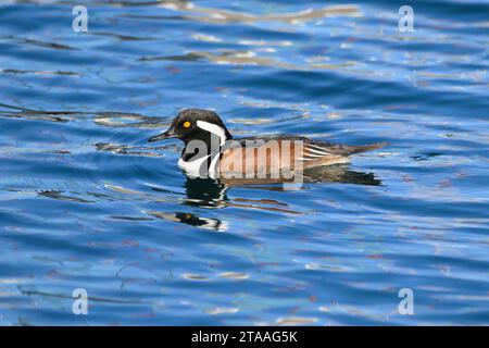 Merganser mâle à capuche nageant sur l'eau bleue de l'océan dans le Pacififc Nord-Ouest Banque D'Images