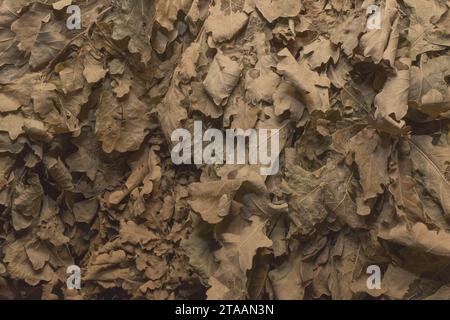 Fond de texture de balai de bain en matériau naturel de feuillage de chêne. Banque D'Images