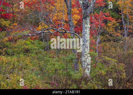 Feuillage automnal coloré et tronc d'arbre couvert de lichen au lac Eagle, parc national Acadia, Maine Banque D'Images