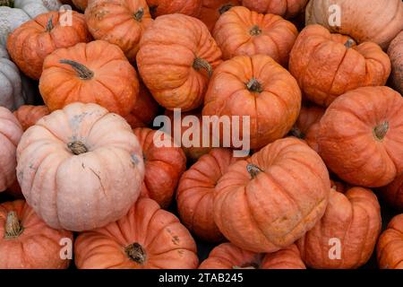 Pile de citrouilles sur un marché en bordure de route à Benton, Pennsylvanie Banque D'Images