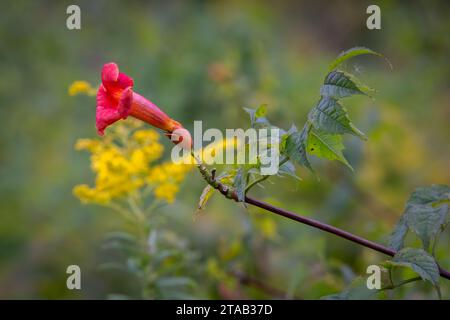 Vigne trompette (Campsis radicans) avec verge d'or en arrière-plan, Indiana Dunes National Park, Indiana Banque D'Images