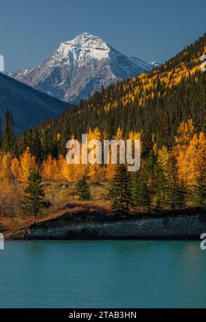 Elliot Peak et le lac Abraham avec golden tremble à l'automne, Rocky Mountain Forest Reserve, Alberta, Canada Banque D'Images