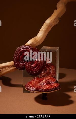 Fond abstrait minimal pour le produit publicitaire avec ingrédient de champignon lingzhi. Sur fond brun, champignons ganoderma décorés de verre Banque D'Images