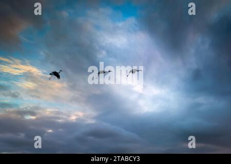 Un trio de grues de Sandhill migrantes (Antigone canadensis) survolent un ciel coloré. Banque D'Images