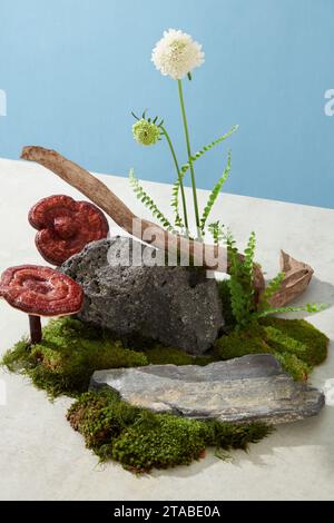 Créatif pour la publicité de médecine, la photographie de contenu de médecine traditionnelle avec le champignon Lingzhi. Scène naturelle affichée sur fond bleu et ceme Banque D'Images