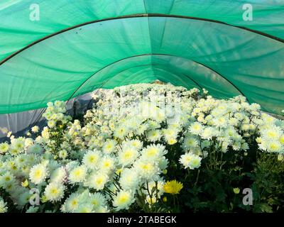 les fleurs de chrysanthème poussent dans la serre comme culture commerciale Banque D'Images