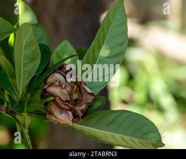 Une fleur de Gardenia morte, pétales bruns se courbant et se flétrissant, jardin australien Banque D'Images