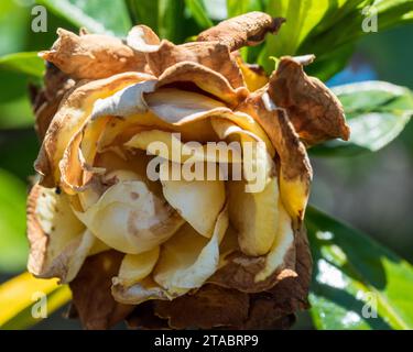 Une fleur de Gardenia mourante, pétales brunis et flétris, jardin australien, gros plan Banque D'Images