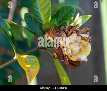 Une fleur de Gardenia mourante, pétales bruns se courbant et se flétrissant, jardin australien Banque D'Images