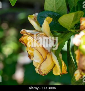 Une fleur de Gardenia mourante, pétales jaunes brunis et flétrissant, jardin australien Banque D'Images