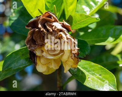 Une fleur de Gardenia mourante, pétales bruns se courbant et se flétrissant, jardin australien Banque D'Images