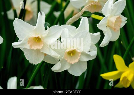 Blanc, printemps, groupe, jonquilles, Narcissus, Narcisse miniature, Jonquilla, jonquille miniature, Narcisse 'Bell Song', Fleur Banque D'Images