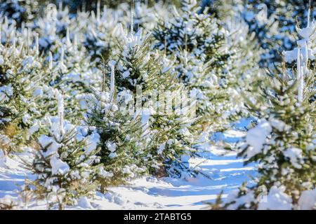 Arbre de Noël couvert de neige poussant sur une ferme. Banque D'Images