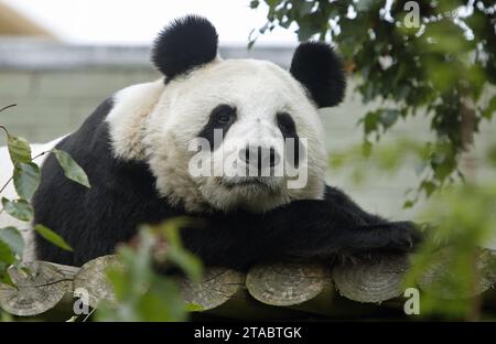 Photo de dossier datée du 22/09/2014 du panda géant du zoo d'Édimbourg Tian Tian. Les visiteurs ont une dernière occasion de dire au revoir aux seuls pandas géants de Grande-Bretagne avant que les gardiens de zoo ne les préparent à retourner en Chine. Yang Guang et Tian Tian vivent au zoo d'Édimbourg depuis 2011 dans le cadre d'un accord de 10 ans entre la Royal Zoological Society of Scotland (RZSS) et la China Wildlife conservation Association. Date de parution : jeudi 30 novembre 2023. Banque D'Images