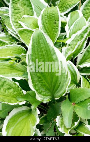 Panaché, feuille, Hosta 'Gimpe', feuilles de lys plantain d'Hostas Banque D'Images