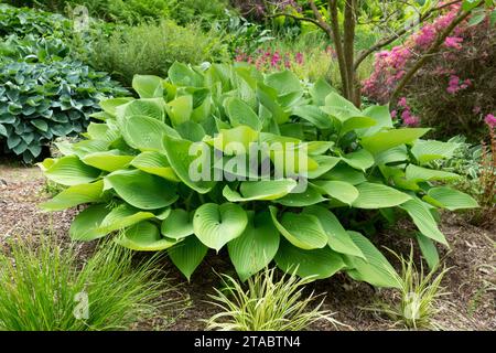 Jardin, Hosta 'somme et substance', printemps, lys plantain Banque D'Images