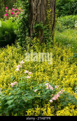 Spring Woodland Garden, sol, Euonymus fortunei 'Emeral'n Gold', couvert, jaune, feuilles, tronc d'arbre Pinus vieux Banque D'Images