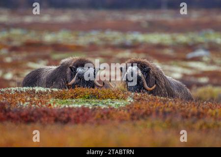 Bœuf musqué, Ovibos moschatus, Dovrefjell, Norvège, Europe, automne Banque D'Images