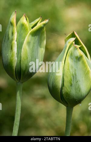 Printemps, vert, tulipe, Viridiflora, tulipes, fleurs, Groupe, saison, jardin, plante, Tulipa « Green King » Banque D'Images