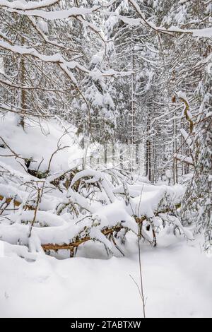 Un arbre tombé s'accroche dans la neige profonde dans une vieille forêt de croissance Banque D'Images