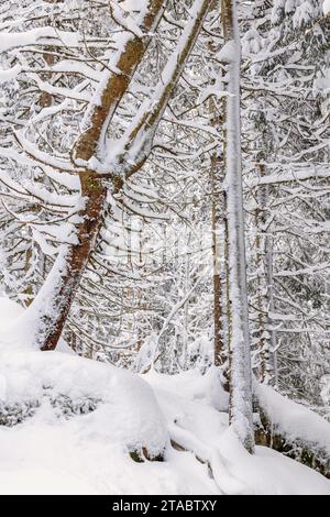 Accroc d'arbre dans une forêt hivernale avec de la neige Banque D'Images