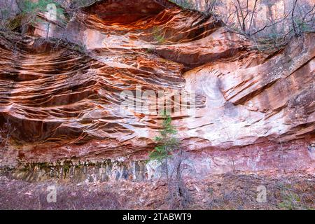 Arbre isolé poussant sur Red Rock Cliff. Vue détaillée du paysage Scenic Oak Creek Canyon West Fork, Sedona Arizona State Park Hiking, Sud-Ouest des États-Unis Banque D'Images