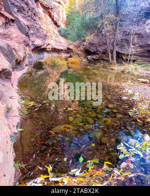 Eau transparente, murs Red Rock Canyon, feuilles d'automne multicolores. Détail du paysage pittoresque d'Oak Creek, Sedona Arizona State Park Southwest USA Banque D'Images