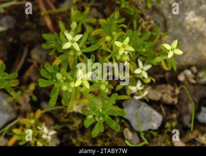 Paille de lit suisse, Galium megalospermum en fleur dans les Alpes italiennes. Banque D'Images