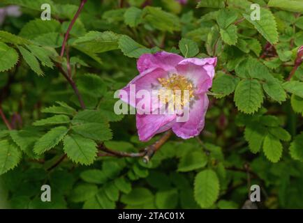 Mountain Rose, Rosa montana, en fleur dans les Alpes italiennes. Banque D'Images